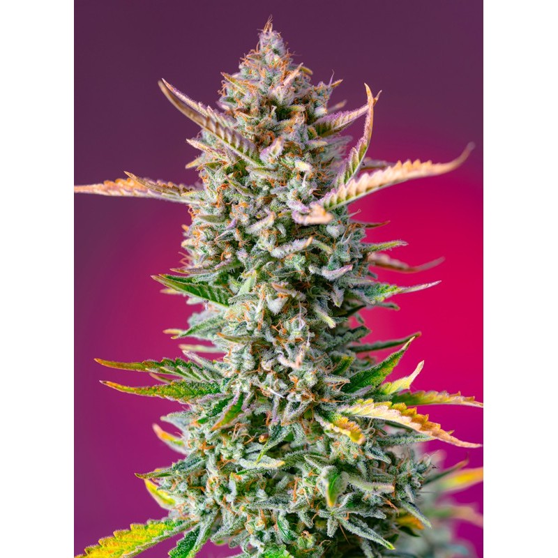 GORILLA SHERBET F1 FAST VERSION · Sweet Seeds · sementes de maconha · Fem