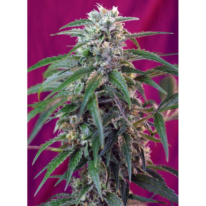 GREEN POISON AUTO · Sweet Seeds · sementes de maconha · AutoFem