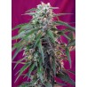 GREEN POISON AUTO · Sweet Seeds · kenevir tohum · AutoFem