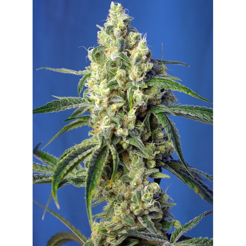 GREEN POISON CBD · Sweet Seeds · graines de cannabis · Fem
