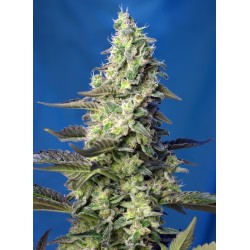 GREEN POISON XL AUTO · Sweet Seeds · graines de cannabis · AutoFem