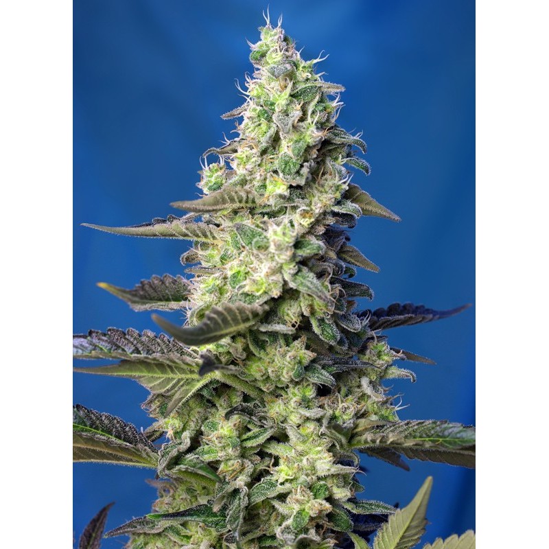 GREEN POISON XL AUTO · Sweet Seeds · kenevir tohum · AutoFem