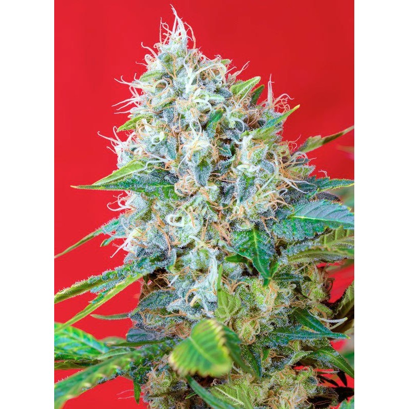 GREEN POISON · Sweet Seeds · sementes de maconha · Fem