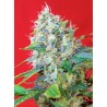 GREEN POISON · Sweet Seeds · sementes de maconha · Fem