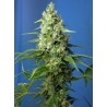 HONEY PEACH AUTO CBD · Sweet Seeds · cannabis seeds · AutoFem
