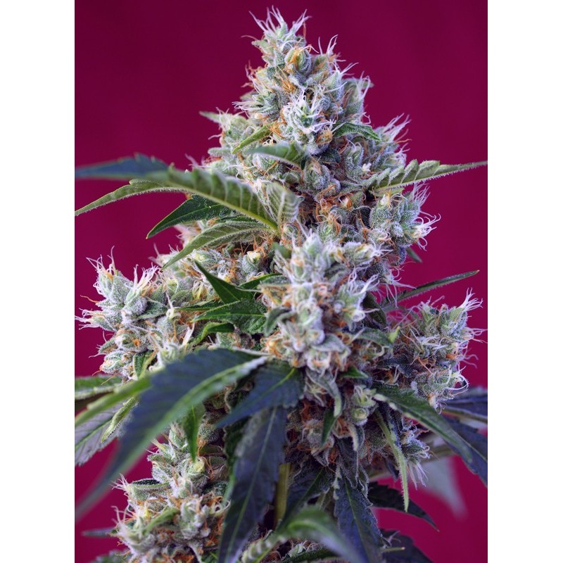 INDIGO BERRY KUSH · Sweet Seeds · sementes de maconha · Fem