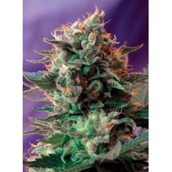 JACK 47 F1 FAST VERSION · Sweet Seeds · graines de cannabis · Fem