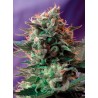 JACK 47 F1 FAST VERSION · Sweet Seeds · graines de cannabis · Fem