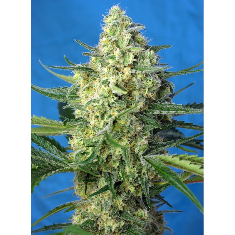 JACK 47 XL AUTO · Sweet Seeds · kenevir tohum · AutoFem