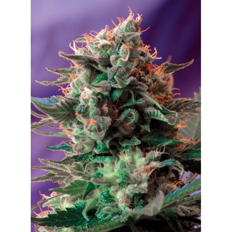 JACK 47 · Sweet Seeds · sementes de maconha · Fem