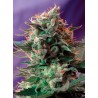 JACK 47 · Sweet Seeds · sementes de maconha · Fem