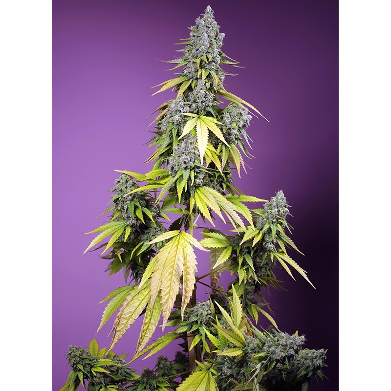 JET FUEL MANDARINE XL AUTO · Sweet Seeds · cannabis seeds · AutoFem