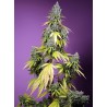 JET FUEL MANDARINE XL AUTO · Sweet Seeds · graines de cannabis · AutoFem