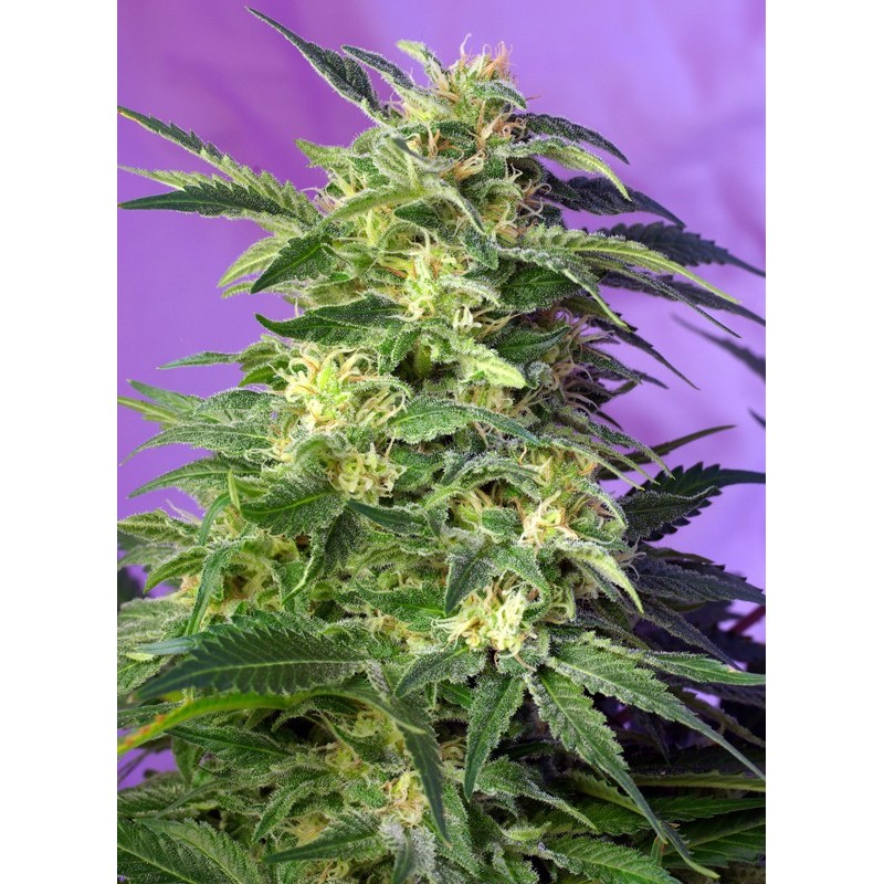 KILLER KUSH AUTO · Sweet Seeds · sementes de maconha · AutoFem