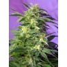 KILLER KUSH AUTO · Sweet Seeds · sementes de maconha · AutoFem