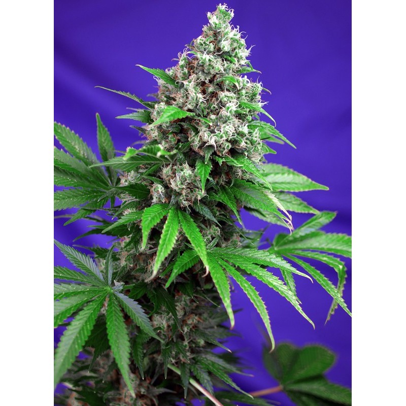 KILLER KUSH F1 FAST VERSION · Sweet Seeds · graines de cannabis · Fem