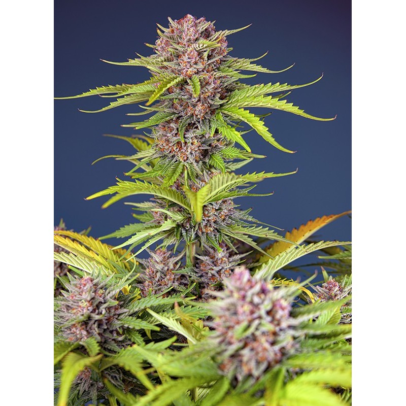MIMOSA BRUCE BANNER XL AUTO · Sweet Seeds · kenevir tohum · Disi · AutoFem