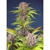 MIMOSA BRUCE BANNER XL AUTO · Sweet Seeds · sementes de maconha · AutoFem