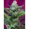 MOHAN RAM AUTO · Sweet Seeds · kenevir tohum · AutoFem