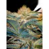 MOHAN RAM · Sweet Seeds · cannabis samen · Fem