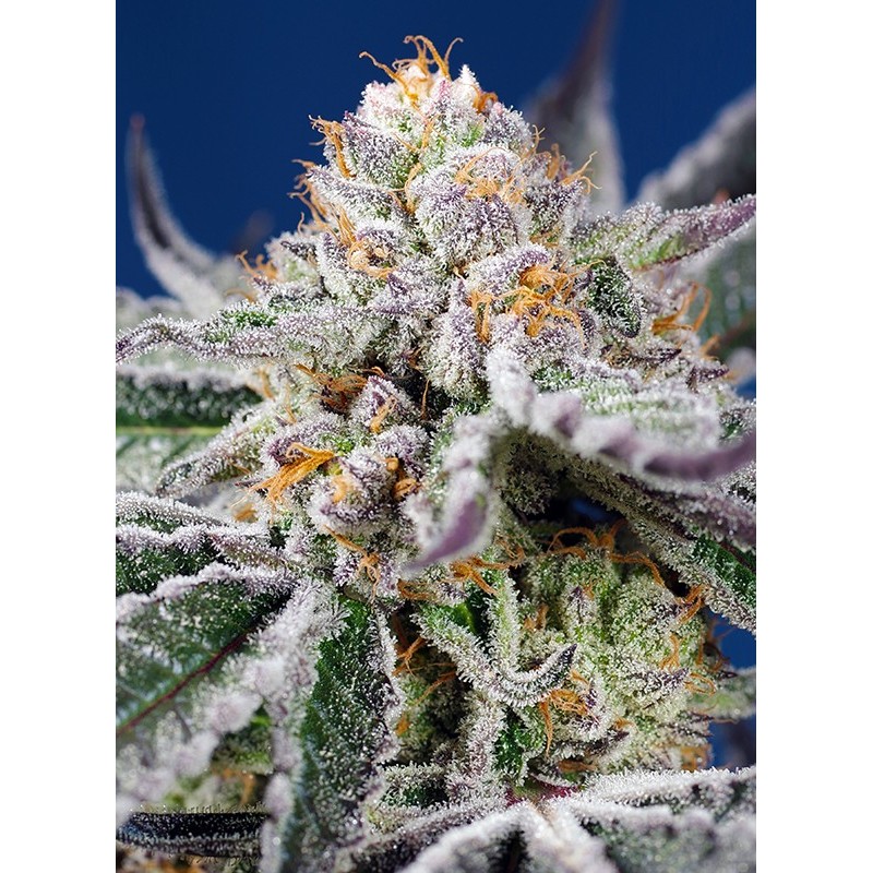 ORANGE APRICOT GLUE XL AUTO · Sweet Seeds · sementes de maconha · AutoFem