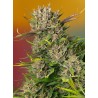 PAPAYA ZOAP AUTO · Sweet Seeds · sementes de maconha · AutoFem