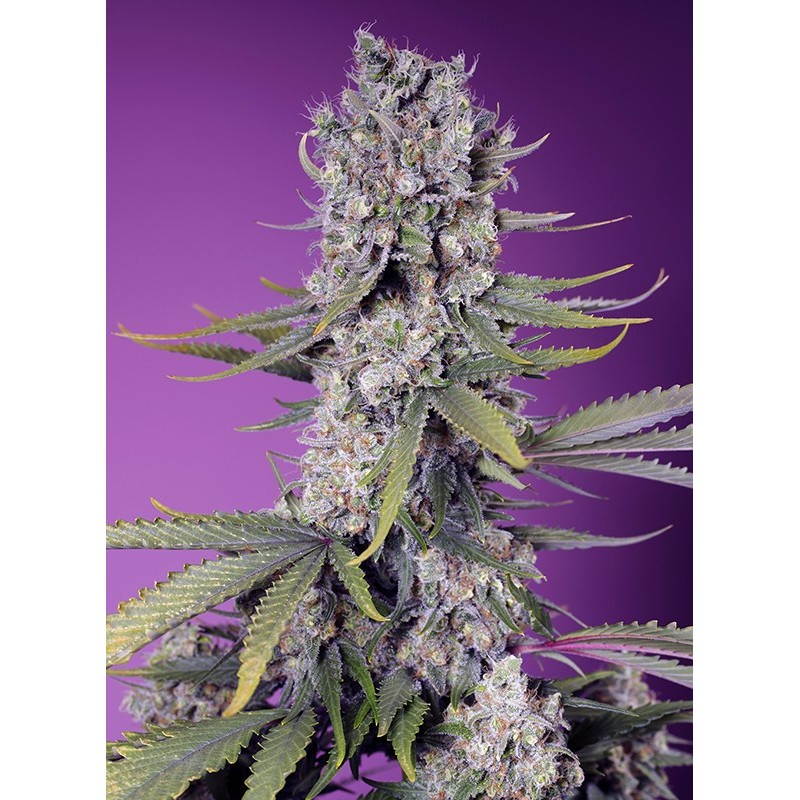 PAPAYA ZOAP F1 FAST VERSION · Sweet Seeds · sementes de maconha · Fem