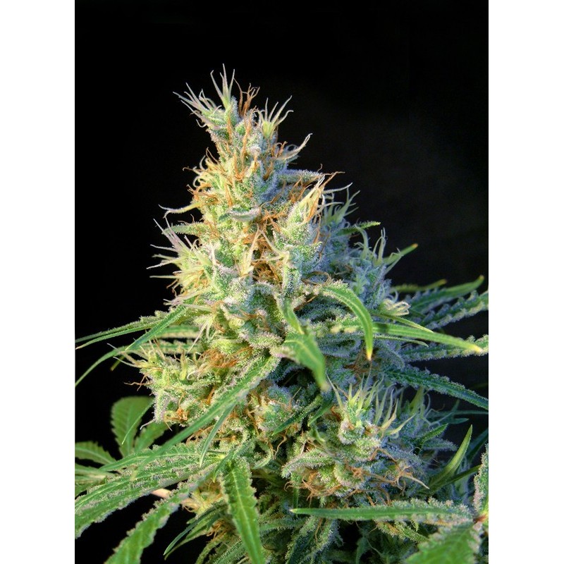 PSICODELICIA · Sweet Seeds · cannabis samen · Fem