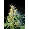 PSICODELICIA · Sweet Seeds · cannabis samen · Fem