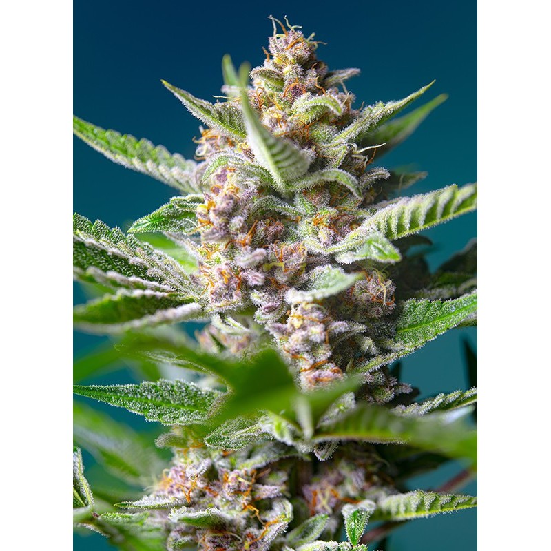 PURPLE PUNCH OG · Sweet Seeds · sementes de maconha · Fem