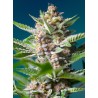 PURPLE PUNCH OG · Sweet Seeds · sementes de maconha · Fem