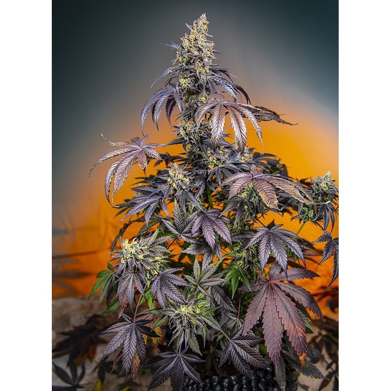 RED GORILLA GIRL XL AUTO · Sweet Seeds · kaufen cannabis samen · AutoFem