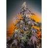 RED GORILLA GIRL XL AUTO · Sweet Seeds · sementes de maconha · AutoFem