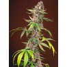 RED MANDARINE F1 FAST VERSION · Sweet Seeds · sementes de maconha · Fem