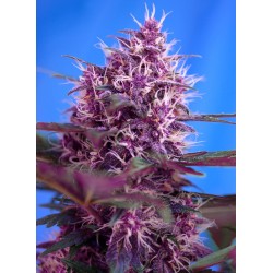 RED POISON AUTO · Sweet Seeds · graines de cannabis · AutoFem