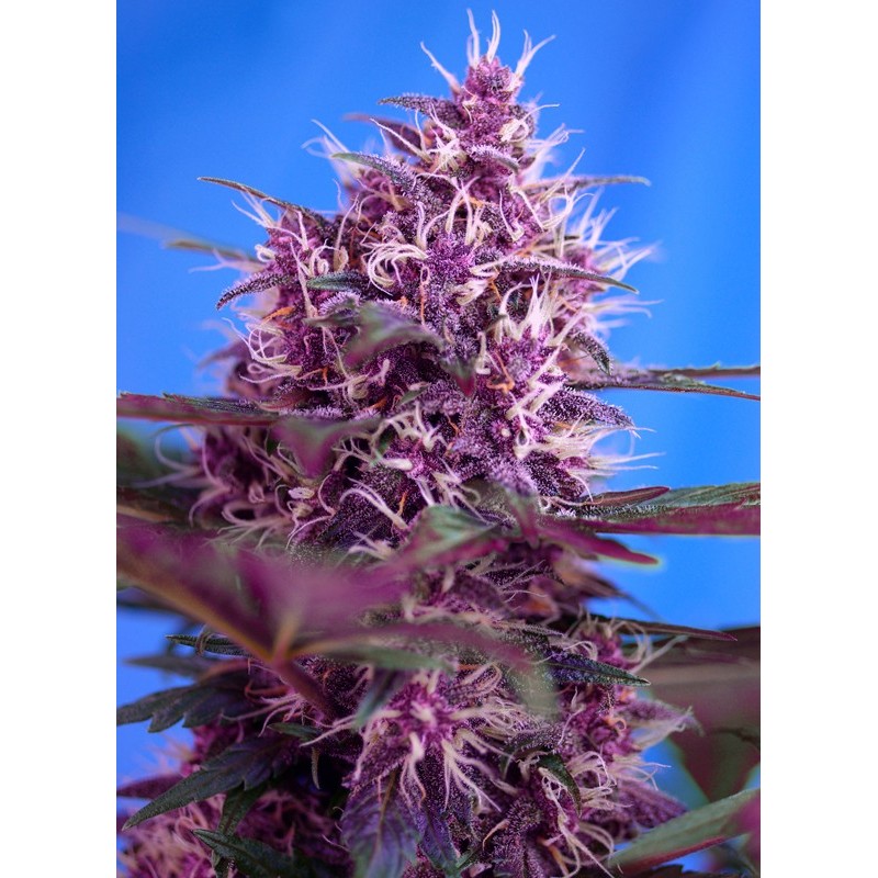 RED POISON AUTO · Sweet Seeds · cannabis samen · AutoFem