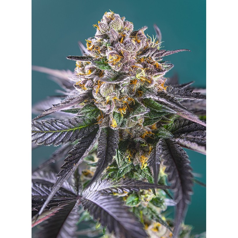 RED STRAWBERRY BANANA AUTO · Sweet Seeds · kenevir tohum · Disi · AutoFem
