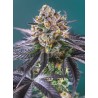 RED STRAWBERRY BANANA AUTO · Sweet Seeds · kaufen cannabis samen · AutoFem