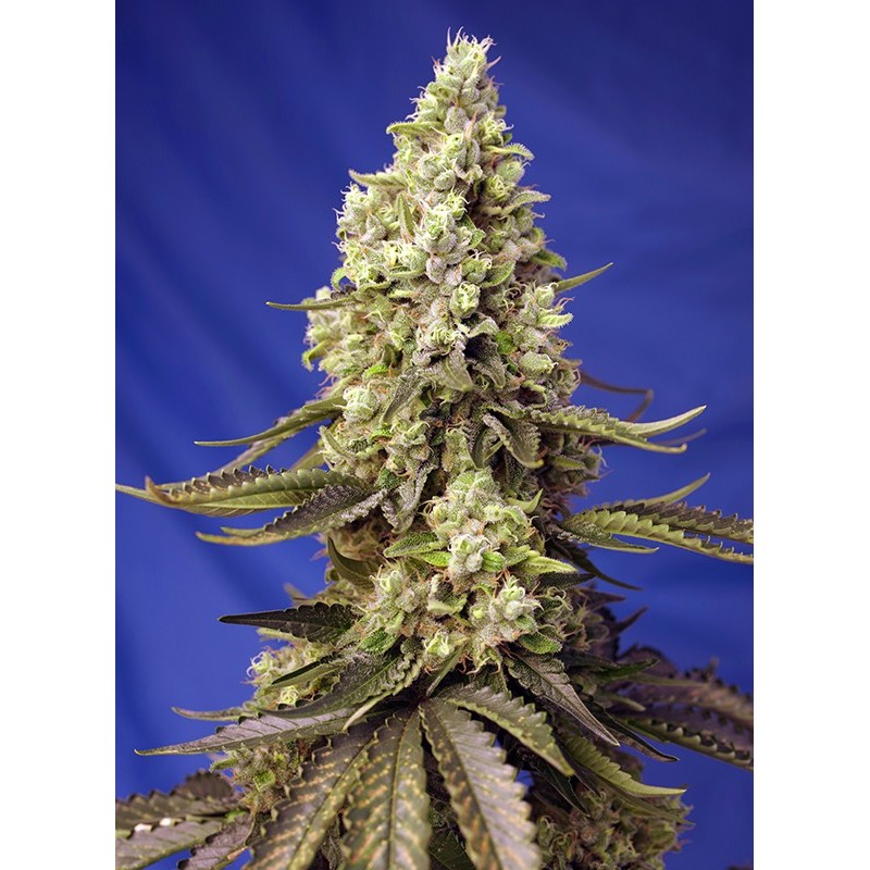 RUNTZ XL AUTO · Sweet Seeds · graines de cannabis · AutoFem