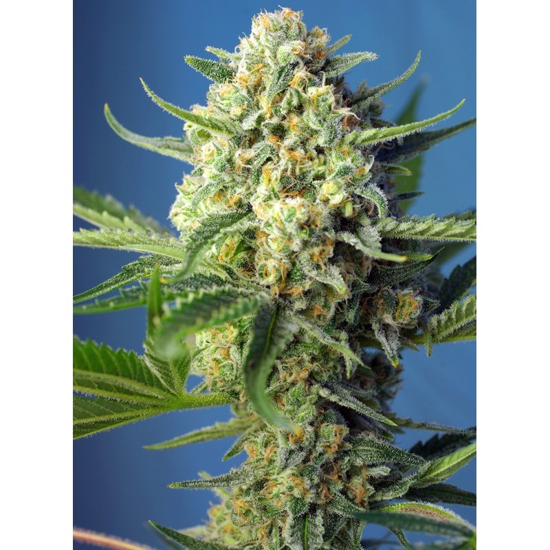 S.A.D. SWEET AFGANI DELICIOUS  AUTO · Sweet Seeds · kenevir tohum · AutoFem