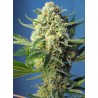 S.A.D. SWEET AFGANI DELICIOUS  AUTO · Sweet Seeds · graines de cannabis · AutoFem