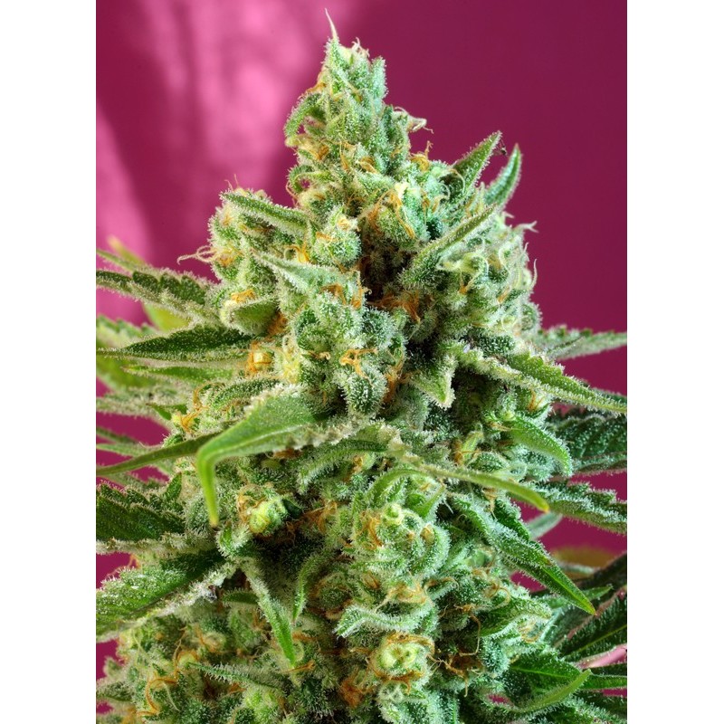 S.A.D. SWEET AFGANI DELICIOUS CBD · Sweet Seeds · sementes de maconha · Fem