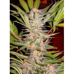 S.A.D. SWEET AFGANI DELICIOUS S1 · Sweet Seeds · kenevir tohum · Disi · Fem