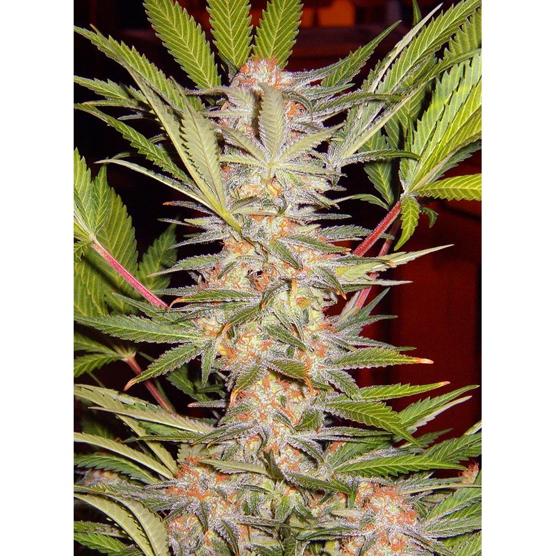 S.A.D. SWEET AFGANI DELICIOUS S1 · Sweet Seeds · sementes de maconha · Fem
