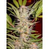 S.A.D. SWEET AFGANI DELICIOUS S1 · Sweet Seeds · sementes de maconha · Fem