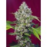 SAN FERNANDO LEMON KUSH · Sweet Seeds ·sementes de maconha · Fem