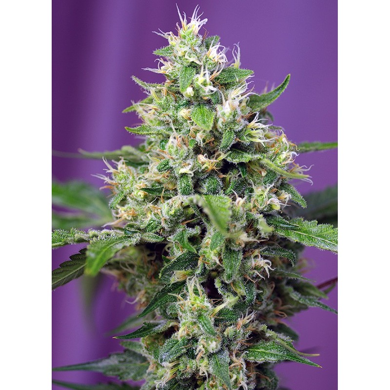 SWEET AMNESIA HAZE XL AUTO · Sweet Seeds · cannabis samen · AutoFem