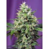 SWEET AMNESIA HAZE XL AUTO · Sweet Seeds · cannabis samen · AutoFem