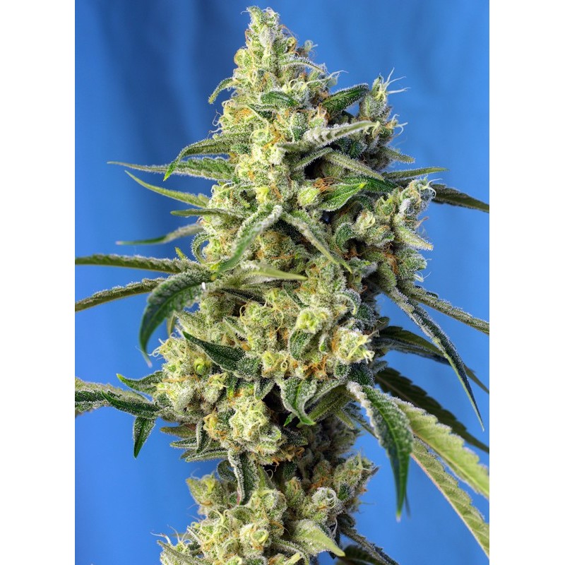SWEET AMNESIA HAZE · Sweet Seeds · cannabis samen · Fem