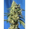 SWEET AMNESIA HAZE · Sweet Seeds · cannabis samen · Fem